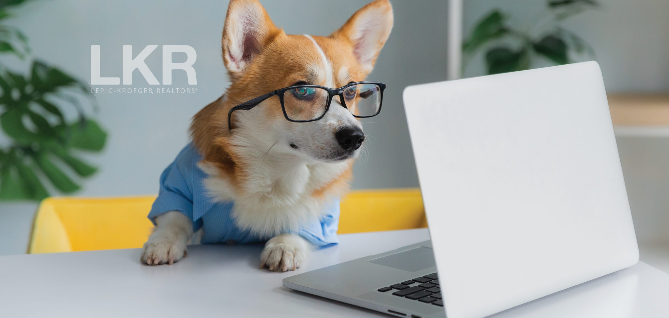 Dog using laptop